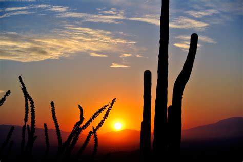 Cactus Sunrise Free Stock Photo Public Domain Pictures
