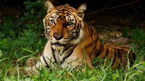 Najsłynniejsza Tygrysica świata National Geographic