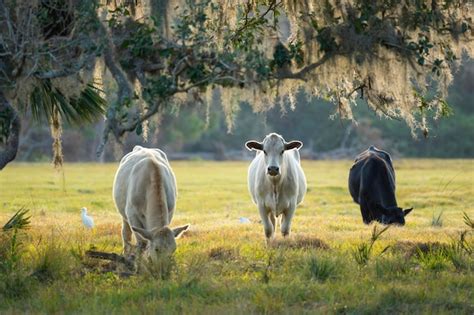 Premium Photo Feeding Of Cattle On Farmland Grassland Milk Cows