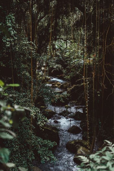 A Stream In A Dense Forest With Vines Hanging Down From Tree Branches