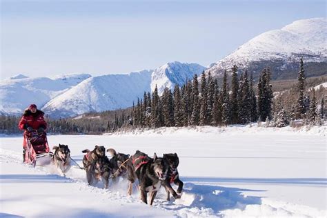 Active Winter Adventure In Yukon 5 Days 2023 Whitehorse