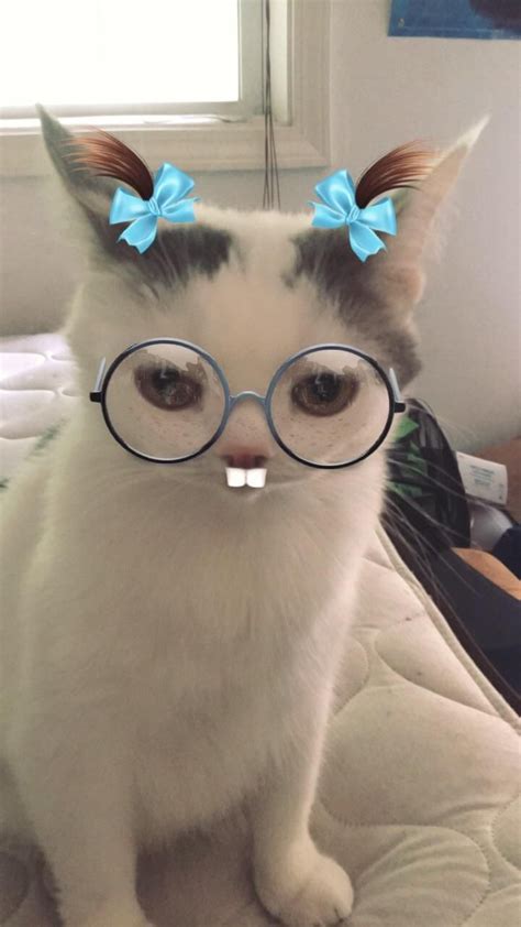 Funny Filters That Work On Cats Cat Meme Stock Pictures And Photos