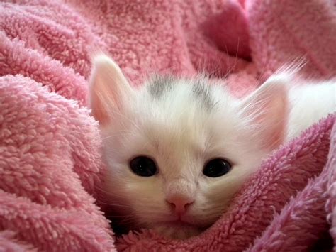 🥇 Image Of Baby Kitten On Pink Plush For Wallpaper 【free Photo】 100010499