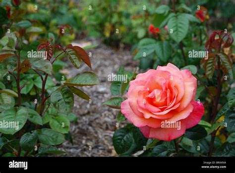 Pink Rose In Bloom Stock Photo Alamy