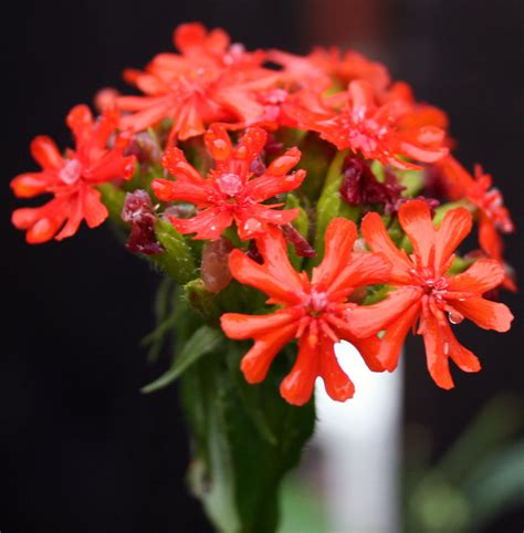 183 521 просмотр 183 тыс. Maltese Cross flower | Flickr - Photo Sharing!
