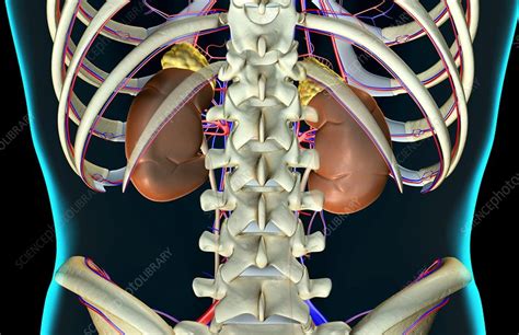 The Kidneys Stock Image F0022630 Science Photo Library