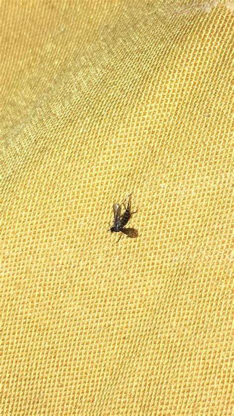 What Are These Tiny Little Black Flies In My House