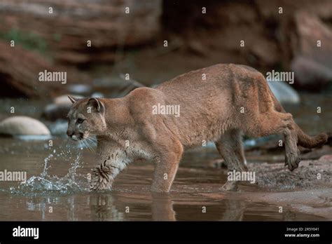 Cougar Felis Concolor Stock Photo Alamy