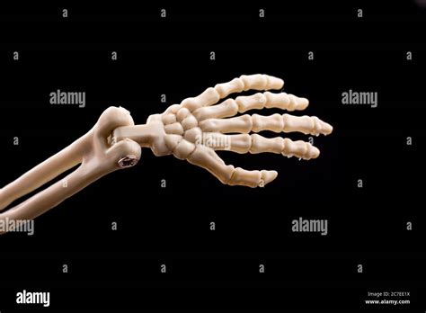 Human Skeleton Hand Model For Medical Anatomy Science Medical Clinic