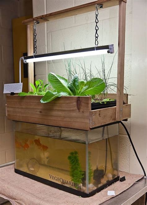 This is a completely passive hydroponic float system suitable for fast growing crops in cool weather. 50 Fascinating DIY Indoor Aquaponics Fish Tank Ideas (With ...