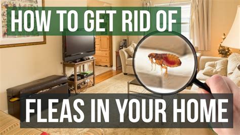 How To Get Rid Of Fleas In Your Home Easy Steps Youtube