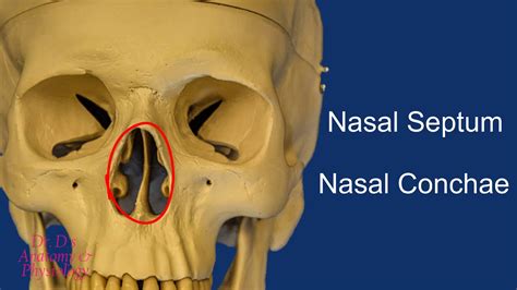 Bone Skull Bones Of The Nasal Cavity Youtube
