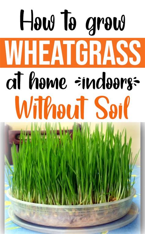 How To Growing Wheatgrass At Home Without Soil Growing Wheat Grass