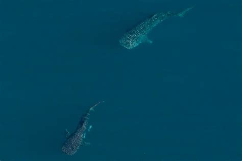 Whale Shark Mating Behaviour Photographed At Ningaloo DIVE Magazine