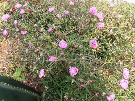 Jenis ros2 yang lain susah dijaga sebab sentiasa dijangkiti penyakit. DIARI DIELA: Cantiknya Bunga Ros Jepun