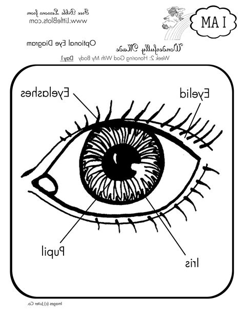 Human Eye Worksheets For Kids Free Printable Worksheet