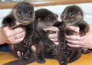 Personalize it with photos & text or purchase as is! Why can't I have a pet otter? - Democratic Underground