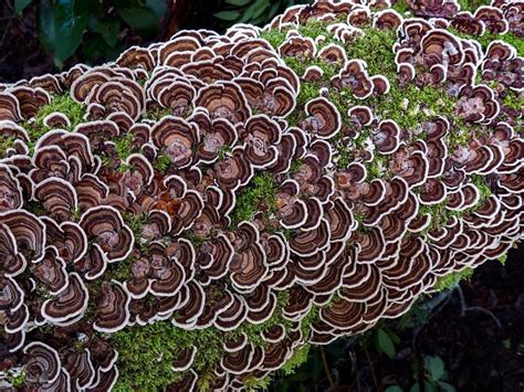 Fascinating Fungi Of Northern California By Alison Pollack 99inspiration