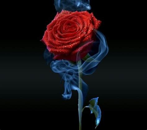 Blue Fire Rose Roses Flowers And Butterflies Pinterest Love