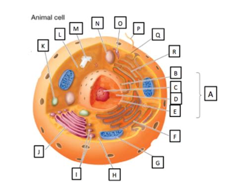 Animal Cell Diagram Quizlet