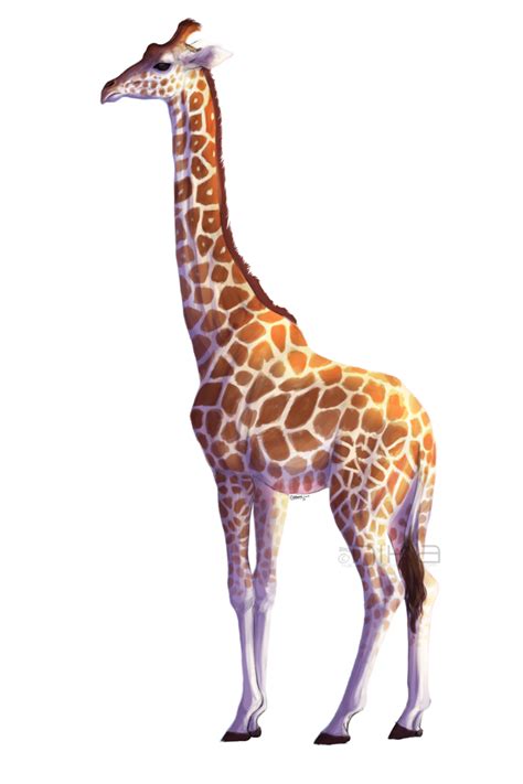 Giraffe Png Transparent Image Download Size 730x1095px