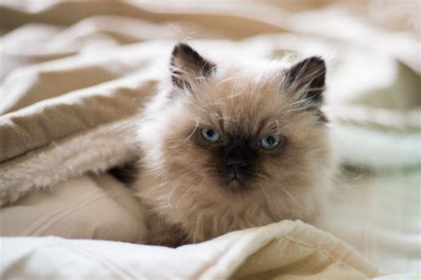 Five Myths About The Himalayan Cat