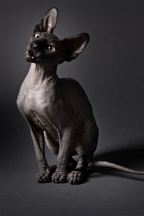 sphynx cat sphynx cat cats hairless cat