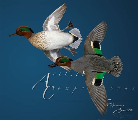 Green Wing Teal Duck Mounts