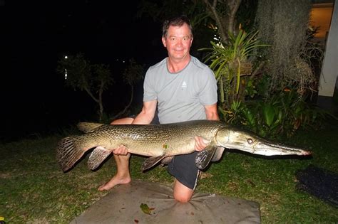 Alligator Gar Atractosteus Spatula Dreamlake Fishing Chiang Mai