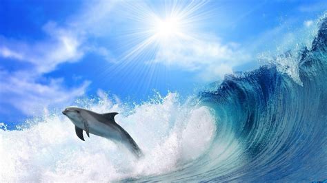 Dolphin Wallpaper Dolphin Ocean 4k Animals 14874 Christmasopenpro
