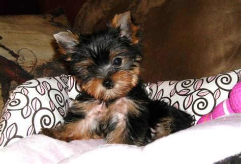 Explore 56 listings for biewer terrier puppies for sale uk at best prices. Yorkshire Terrier Puppies For Sale | Teacup Yorkie Puppies