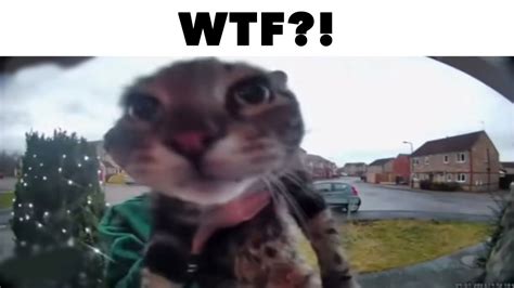 Cat Meows At Doorbell Camera YouTube