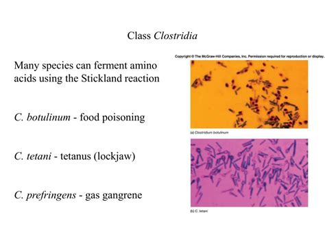 Ppt Gram Positive Bacteria Powerpoint Presentation Free Download