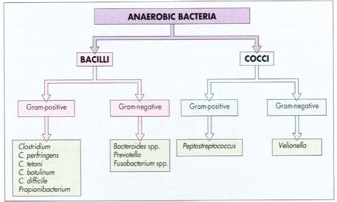 All staphylococci produce catalase, whereas no streptococci do. Anaerobic Bacteria Bacilli and Cocci | Medical Laboratories