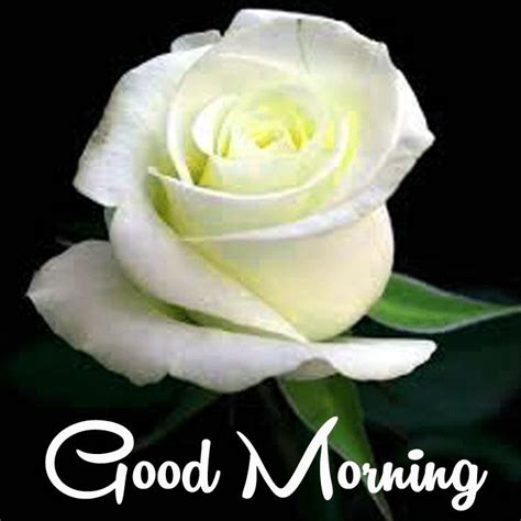 White Beautiful Rose With Good Morning Image Free Good Morning Images