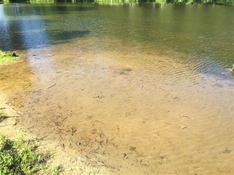 clear muddy pond water in this article we will cover the reasons for having muddy water and