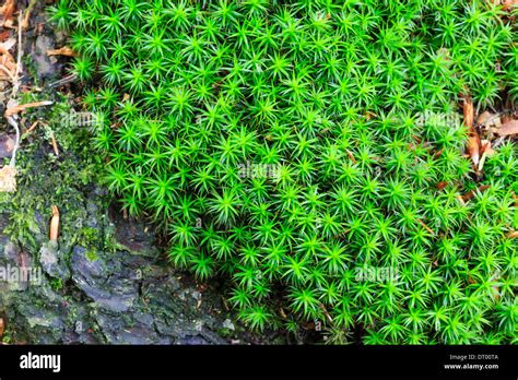 Hair Moss Polytrichum Formosum Polytrichastrum Formosum Normandy