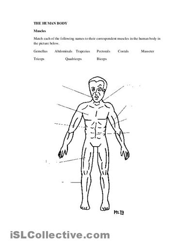 We all have a layer of fatty tissue under our skin, and this softens the look of the underlying muscles. 17 Best Images of Human Muscle Worksheets - Label Muscles ...