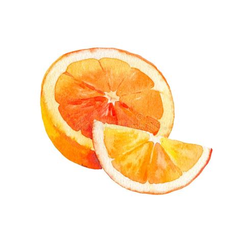 Vector Watercolour Orange Fruit Illustration Hand Drawn Orange Fresh