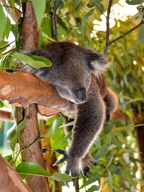 Image Of Koala Sleeping Lying On A Branch Austockphoto