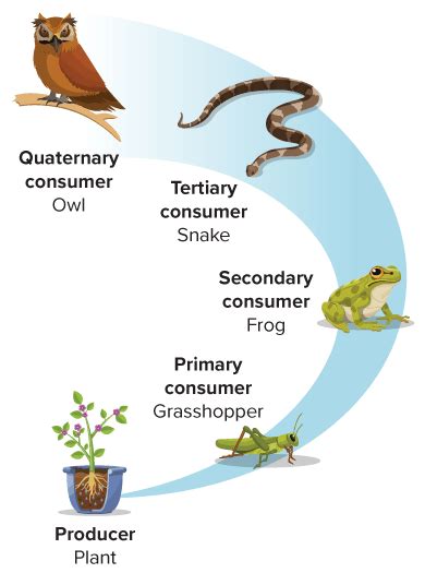 Food Chains And Food Webs Advanced Read Biology Ck 12 Foundation