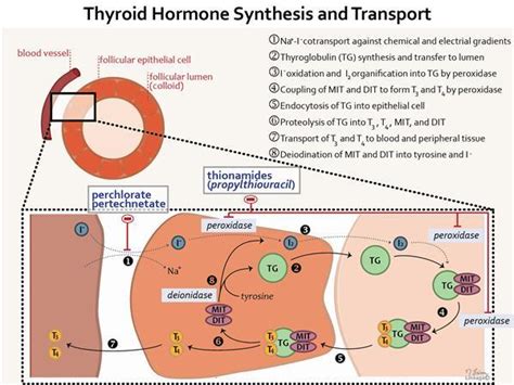 Supplements, injections, usage and dosage information. Thyroid Hormones - Endocrine - Medbullets Step 1