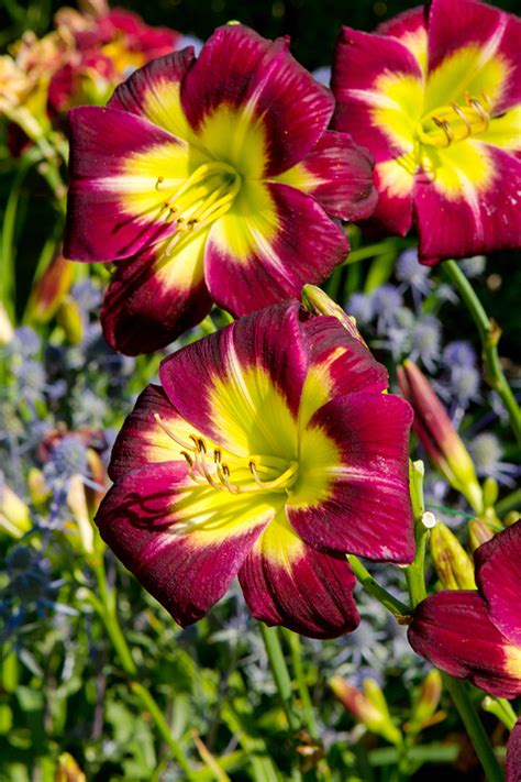 Hemerocallis Night Beacon De Vroomen Garden Products Professional