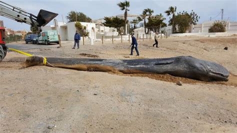 Sperm Whale Washes Up On Spanish Beach With 29 Kg Of Plastic Inside It National Globalnewsca