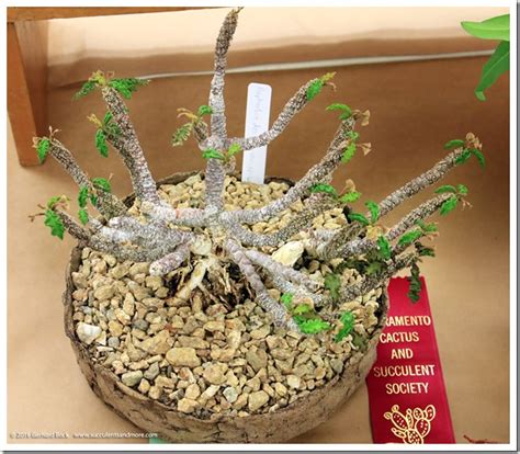In august we hold an annual plant show and sale at brookside. Succulents and More: Recap: 2016 Sacramento Cactus ...