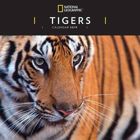 National Geographic Tigers 2019 Wall Calendar National Geographic