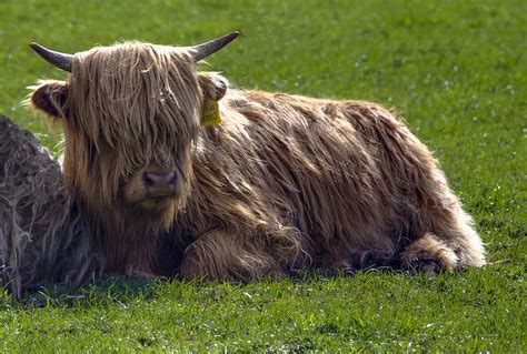 Scottish Highland Cattle 3 Photograph By Paul Cannon