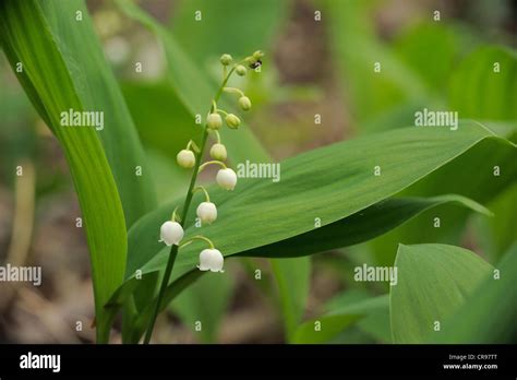 Lily Of The Valley Convallaria Majalis Danube Auen National Park