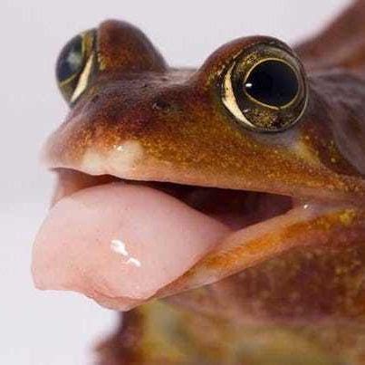Frog Tongue Frog Frog Tongue Pet Frogs
