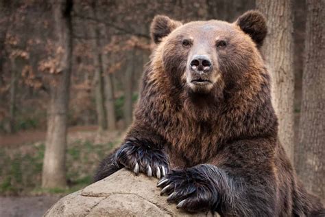 Discover The 10 Largest Bears In The World A Z Animals